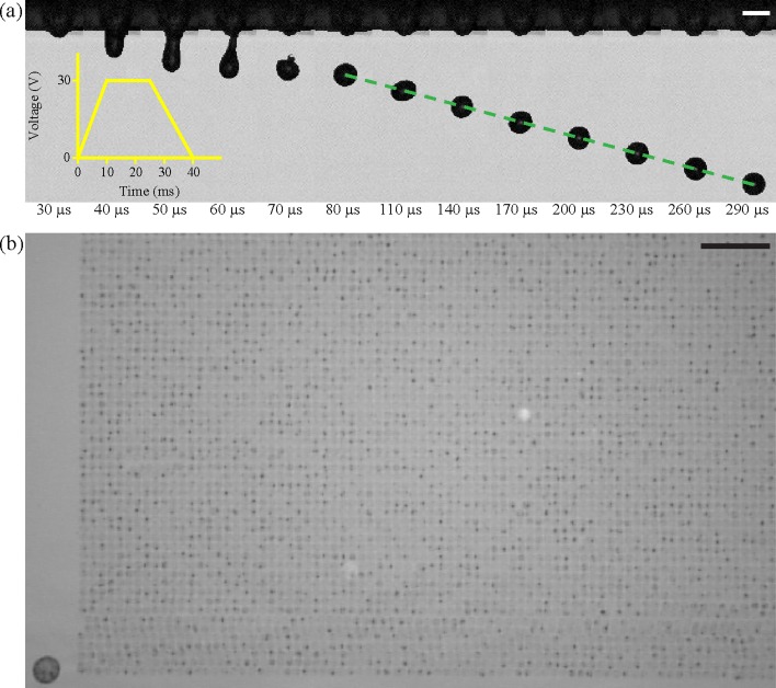 BIOMGB-000010-064110_1-g004.jpg