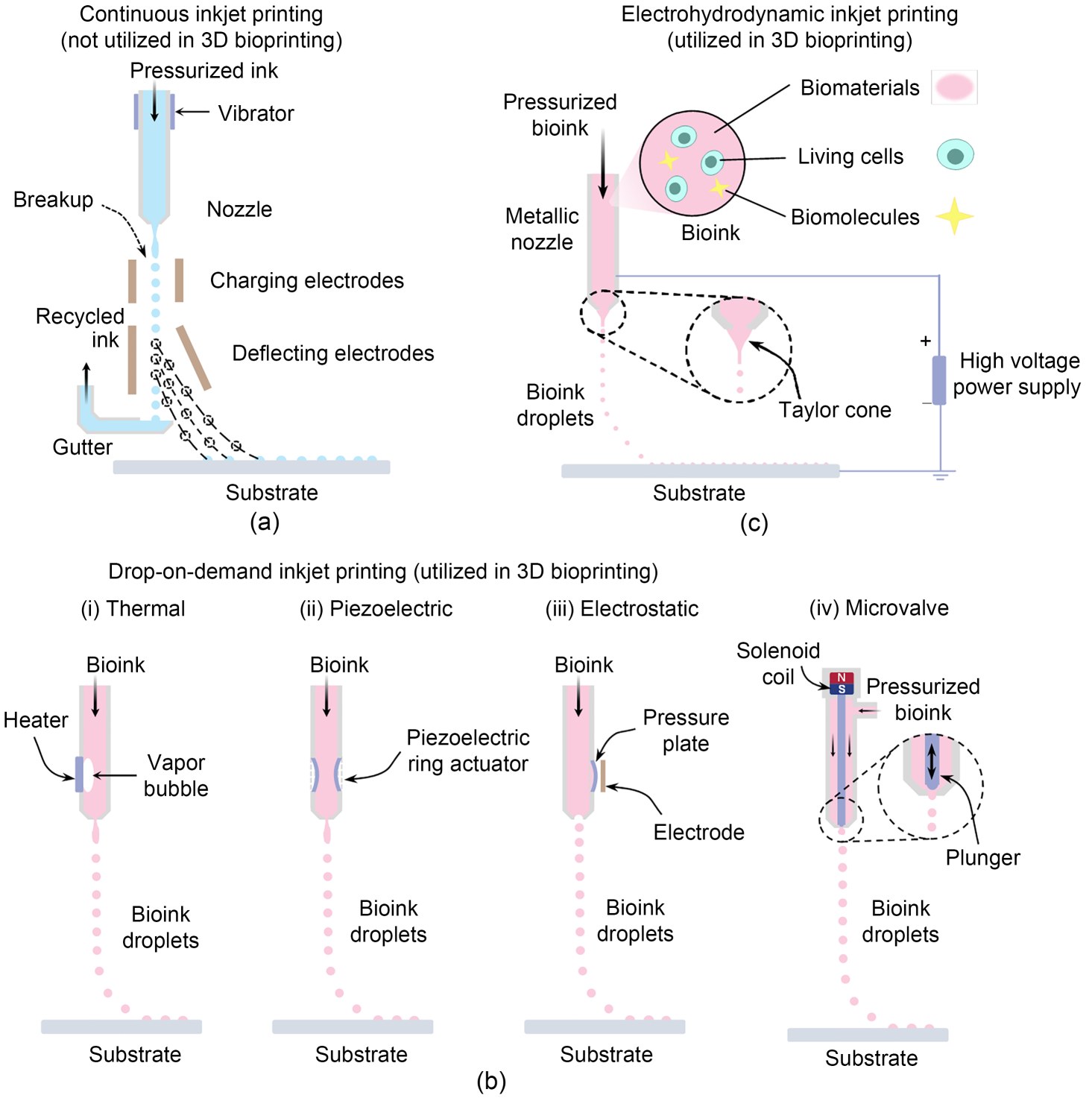 Zhao et al, 2022, Inkjet 3D bioprinting for tissue engineering and pharmaceutics.jpg