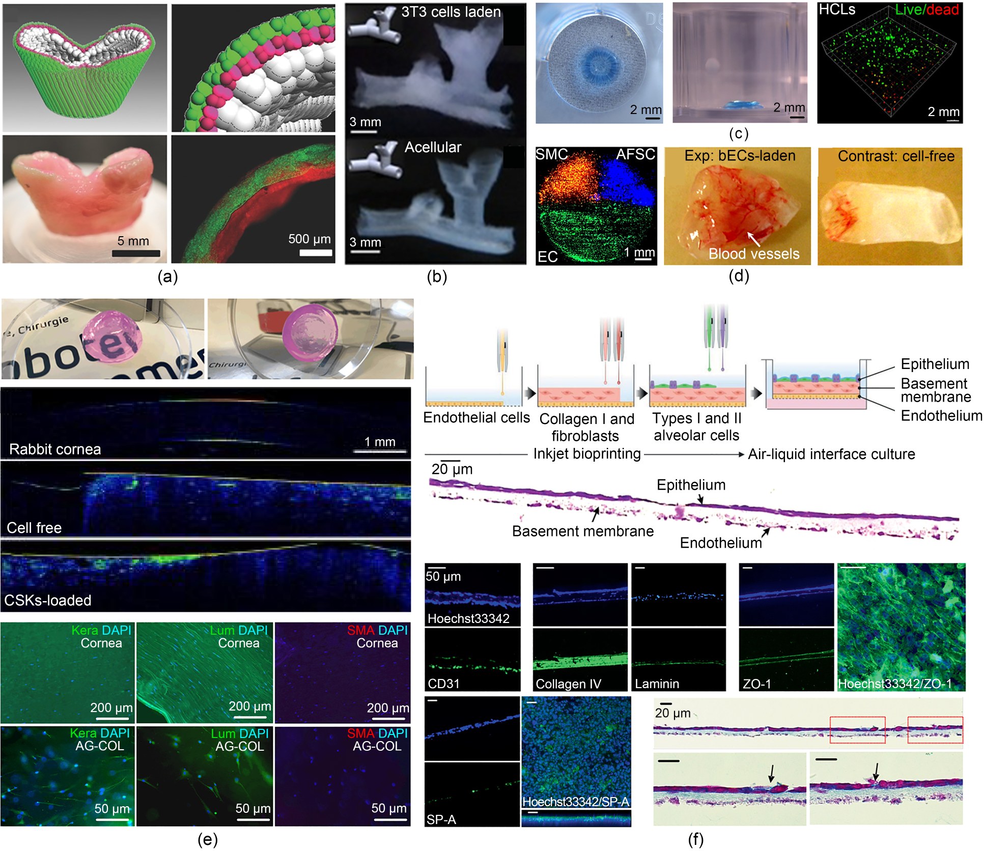 Zhao et al, 2022, Inkjet 3D bioprinting for tissue engineering and pharmaceutics2.jpg