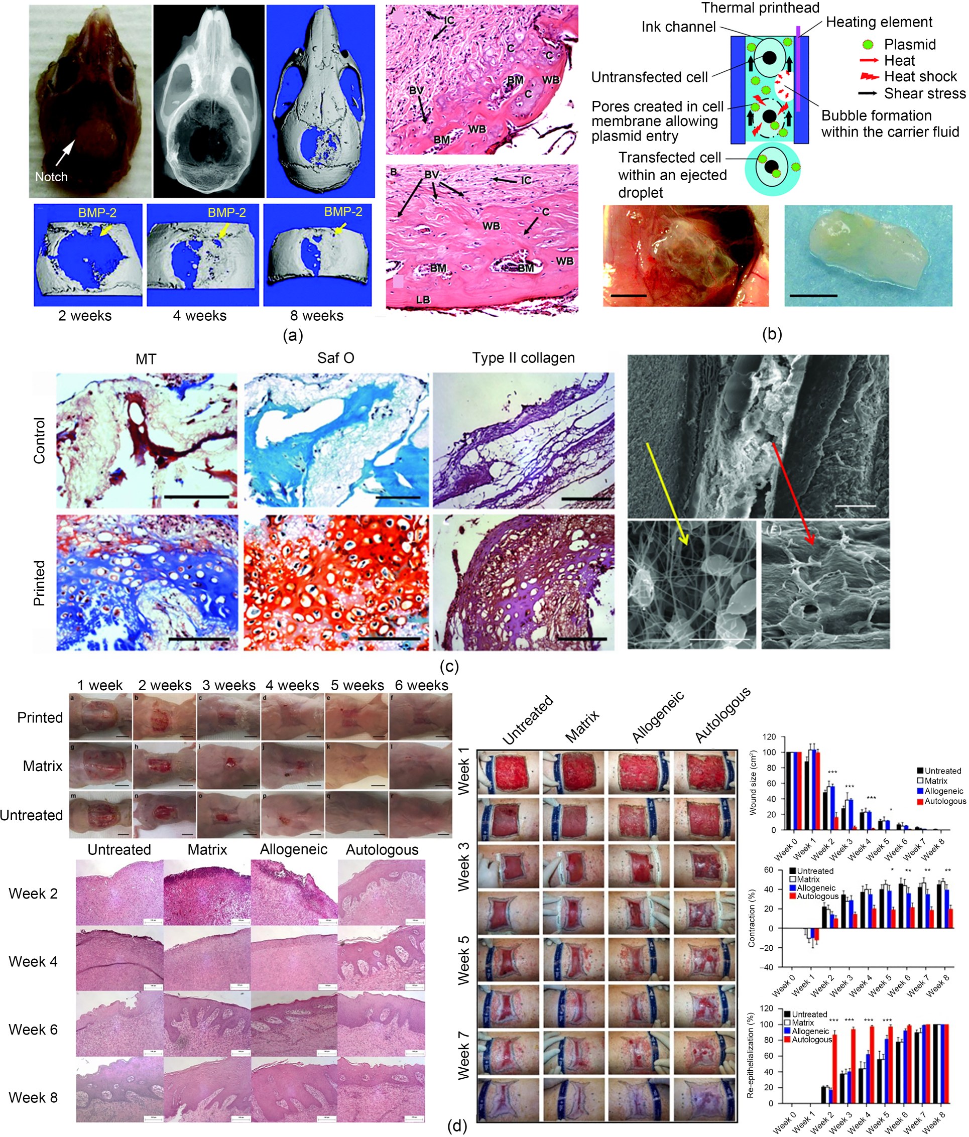 Zhao et al, 2022, Inkjet 3D bioprinting for tissue engineering and pharmaceutics3.jpg
