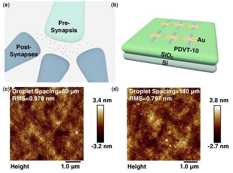 Printed Organic Synaptic Transistor Array for One-to-Many Neural Response.jpg