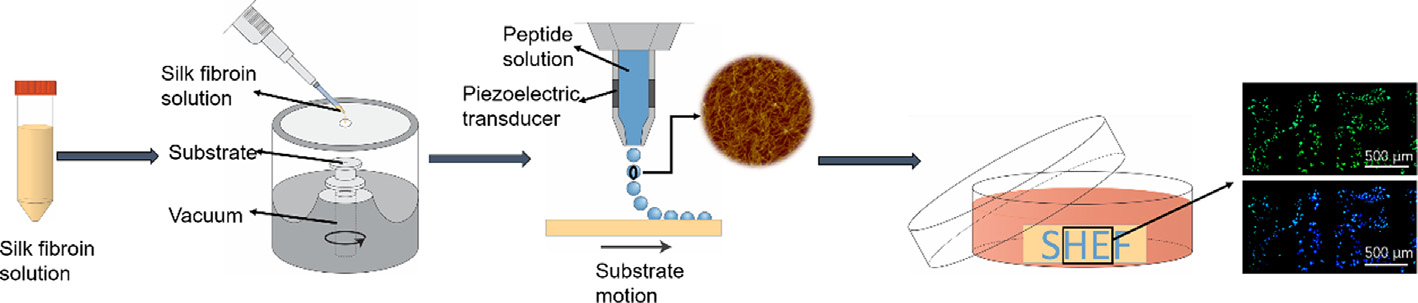Cell guidance on peptide micropatterned silk fibroin scaffolds.jpg